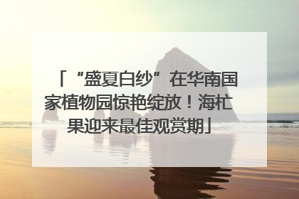 “盛夏白纱”在华南国家植物园惊艳绽放！海杧果迎来最佳观赏期