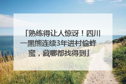 熟练得让人惊讶！四川一黑熊连续3年进村偷蜂蜜，藏哪都找得到