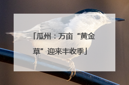 瓜州：万亩“黄金草”迎来丰收季