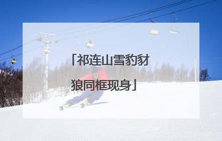 祁连山雪豹豺狼同框现身