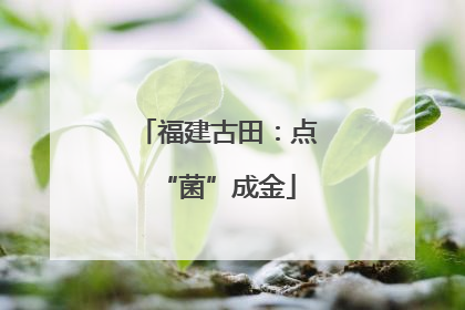 福建古田：点“菌”成金