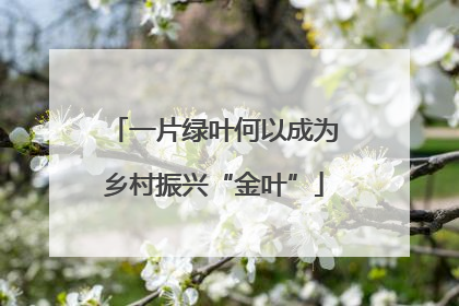 一片绿叶何以成为乡村振兴“金叶”