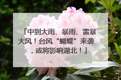 中到大雨、暴雨、雷暴大风！台风“蝴蝶”来袭，或将影响湖北！