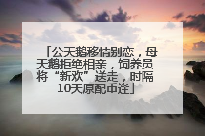 公天鹅移情别恋，母天鹅拒绝相亲，饲养员将“新欢”送走，时隔10天原配重逢
