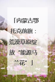 内蒙古鄂托克前旗：荒漠草原绽放“能源马兰花”