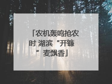 农机轰鸣抢农时 湖滨“开镰”麦飘香