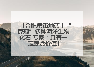 合肥罍街地砖上“惊现”多种海洋生物化石 专家：具有一定观赏价值