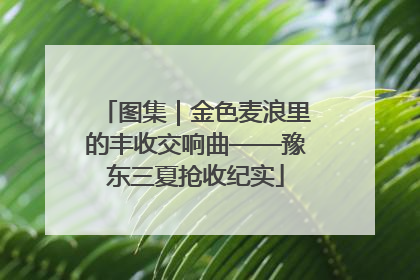 图集｜金色麦浪里的丰收交响曲——豫东三夏抢收纪实