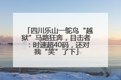 四川乐山一鸵鸟“越狱”马路狂奔，目击者：时速超40码，还对我“笑”了下