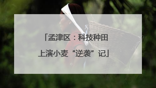 孟津区：科技种田 上演小麦“逆袭”记