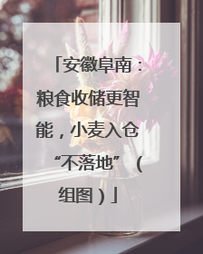 安徽阜南：粮食收储更智能，小麦入仓“不落地”（组图）