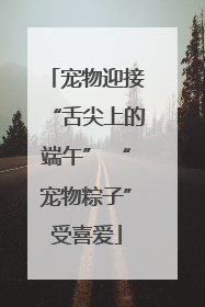 宠物迎接“舌尖上的端午” “宠物粽子”受喜爱