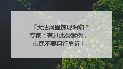 大沽河里惊现海豹？专家：有过此类案例，市民不要自行靠近