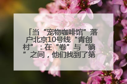 当“宠物咖啡馆”落户北京10号线“青创村”：在“卷”与“躺”之间，他们找到了第三种生活公式