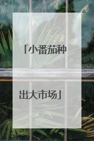 小番茄种出大市场