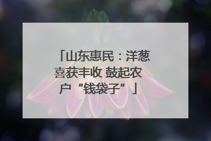 山东惠民：洋葱喜获丰收 鼓起农户“钱袋子”