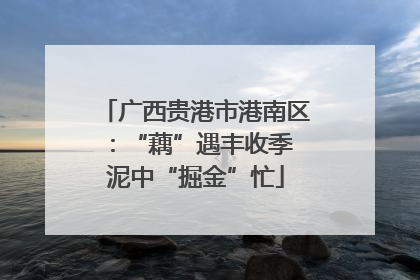 广西贵港市港南区：“藕”遇丰收季 泥中“掘金”忙