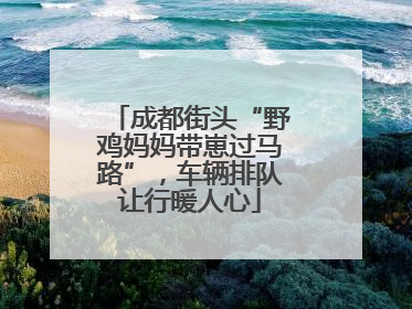 成都街头“野鸡妈妈带崽过马路”，车辆排队让行暖人心