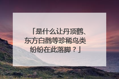 是什么让丹顶鹤、东方白鹳等珍稀鸟类纷纷在此落脚？