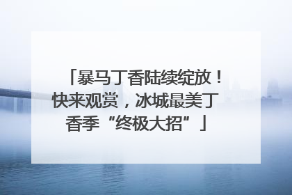 暴马丁香陆续绽放！快来观赏，冰城最美丁香季“终极大招”