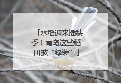 水稻迎来插秧季！青岛这些稻田披“绿装”