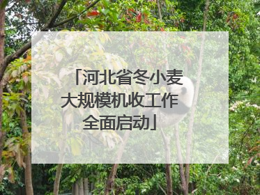 河北省冬小麦大规模机收工作全面启动