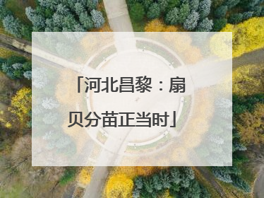 河北昌黎：扇贝分苗正当时