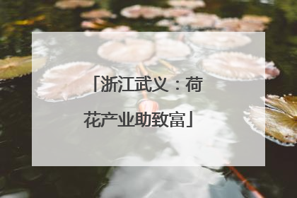浙江武义：荷花产业助致富