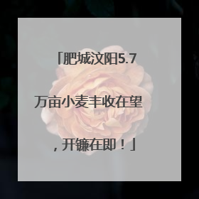 肥城汶阳5.7万亩小麦丰收在望，开镰在即！