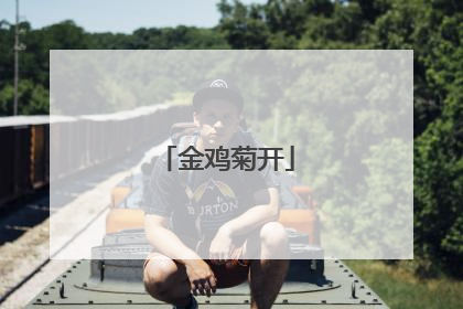 金鸡菊开