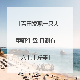 青田发现一只大型野生鼋 目测有六七十斤重