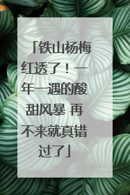铁山杨梅红透了！一年一遇的酸甜风暴 再不来就真错过了
